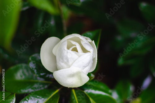 Beautiful bud of white large magnolia among green leaves close-up.  Southern white flowers in droplets of water after rain