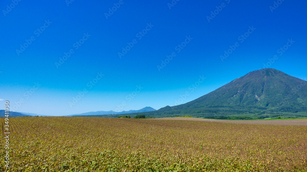 Fototapeta premium 羊蹄山, 風景, 自然, 青空, 山, 青, 頂点, 緑, 草