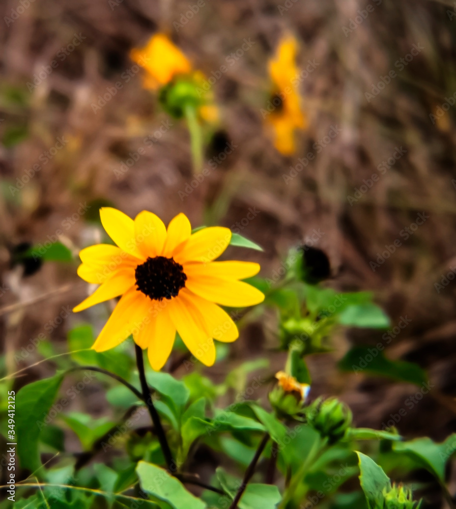 yellow daisy on the beach, flower, nature, summer, green, bloom, beautiful, field, closeup yellow daisy on the beach, flower, nature, summer, green, bloom, beautiful, field, closeup