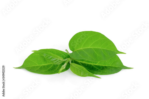 gymnema inodorum leaf isolated on white background, tropical herb