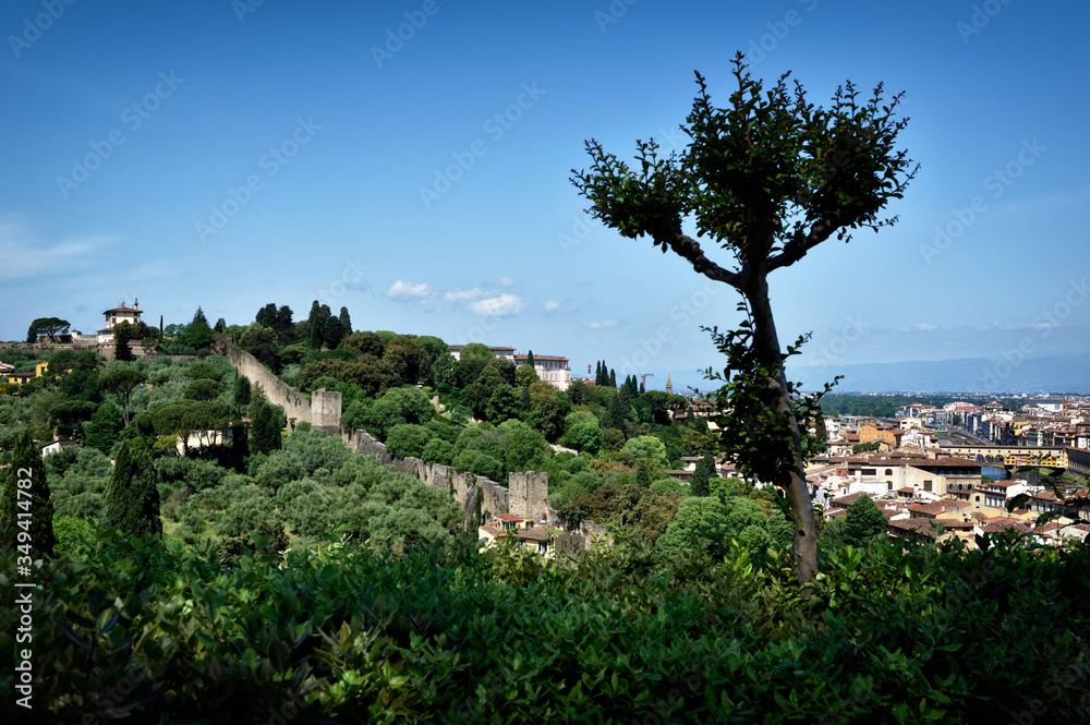 landscape with olive trees in tuscany italy