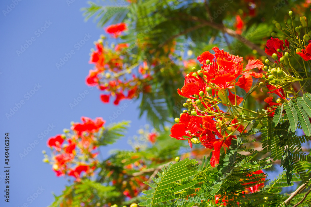 Beautiful red flowers on a blooming Poinciana tree in Florida. Beautiful red flowers on a blooming Poinciana tree in Florida.