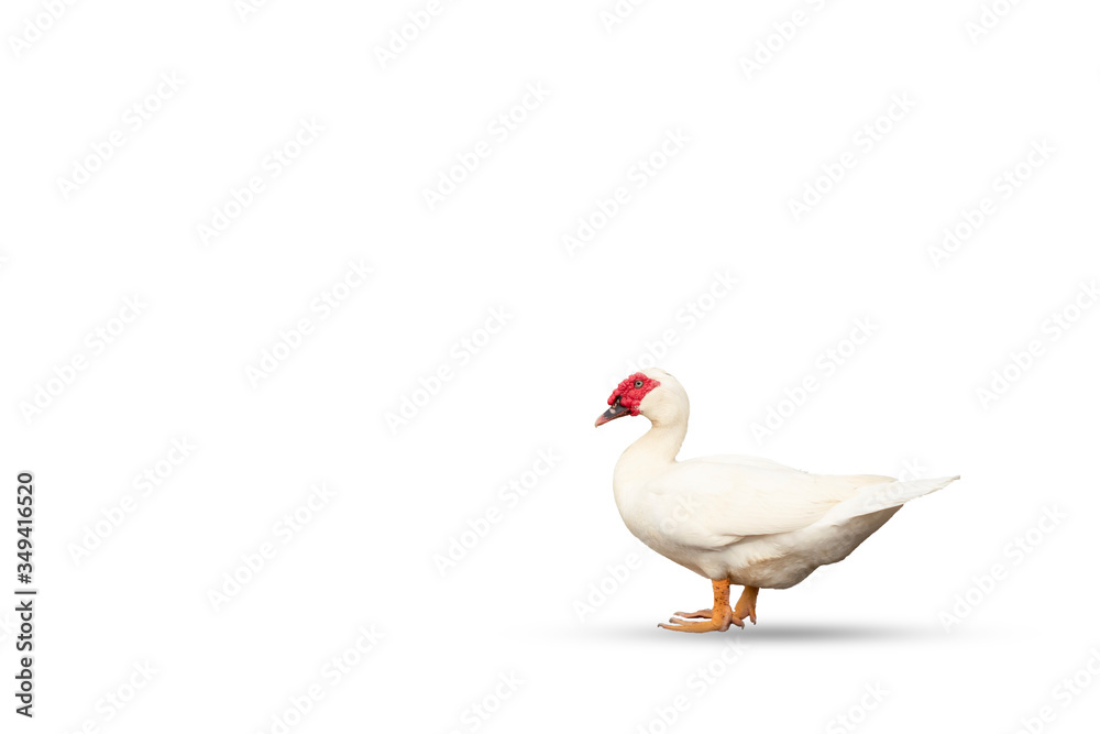 white duck isolated on white