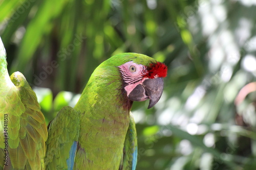 red and green parrot