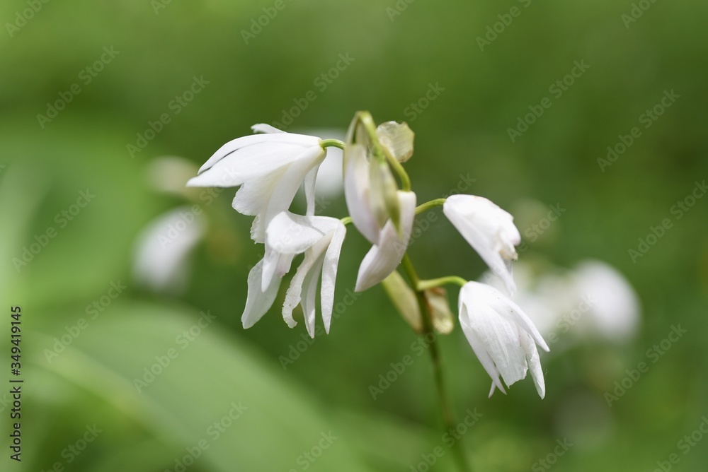 Hyacinth orchid (Bletilla striata) / Orchidaceae perennial plant