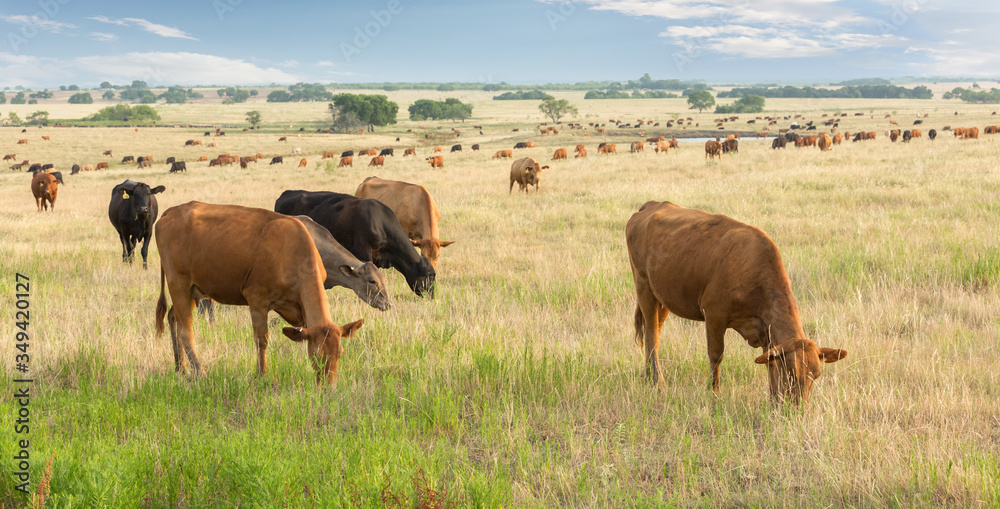 Cows grazing in pasture after their calves were weaned three days ago on the beef cattle ranch Cows grazing in pasture after their calves were weaned three days ago on the beef cattle ranch