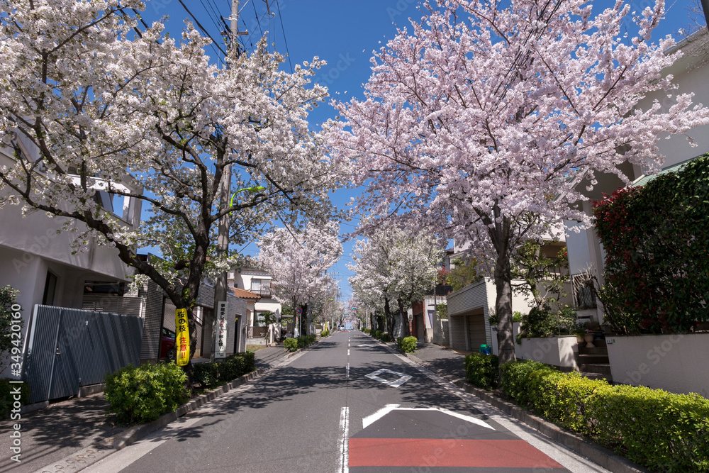世田谷区中町の桜並木