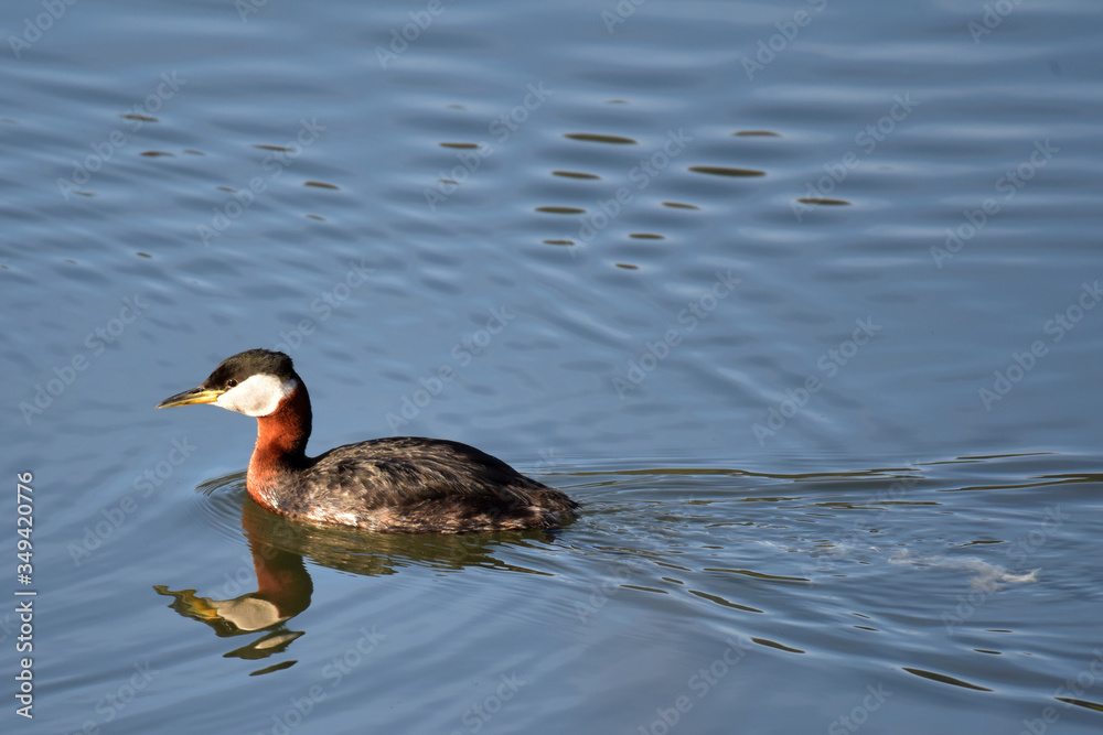 A Red-necked Grebe (Podiceps grisegena) swims in Reflections Lake, Alaska. A Red-necked Grebe (Podiceps grisegena) swims in Reflections Lake, Alaska.
