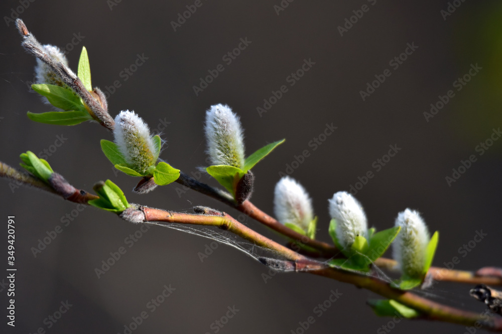 Fresh leaves and buds burst forth in spring Fresh leaves and buds burst forth in spring