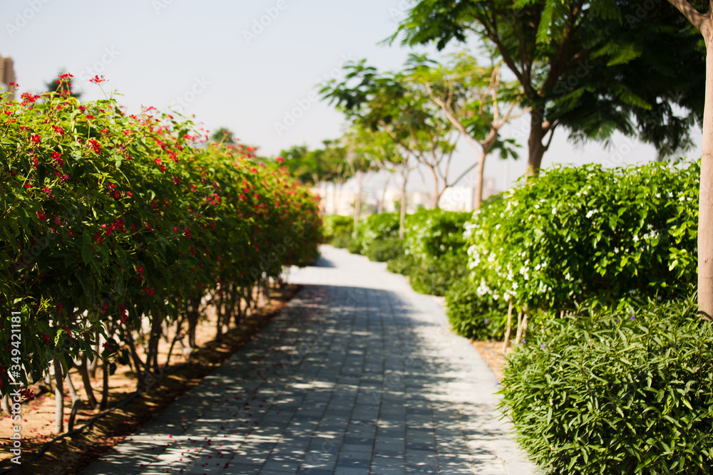 Fototapeta premium Walkway in the park. Path through a Green Garden