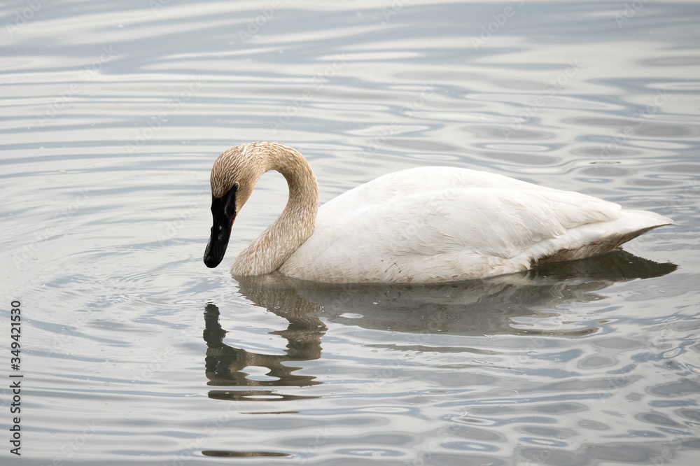 Obraz premium A Trumpeter Swan (Cygnus buccinator) looks at its reflection in the waters of Reflections Lake, Alaska.
