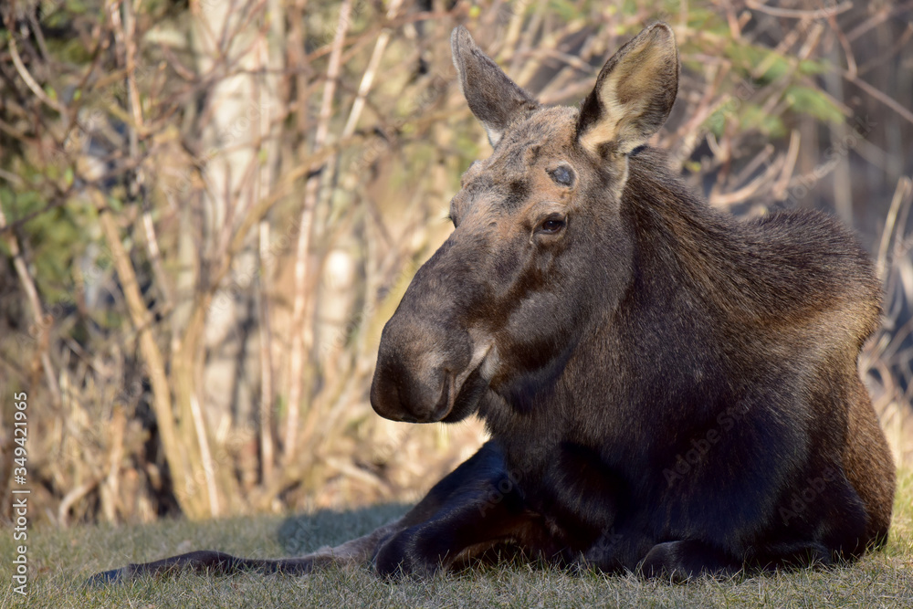 An Alaska moose (Alces alces gigas) settles in for a mid-day nap.