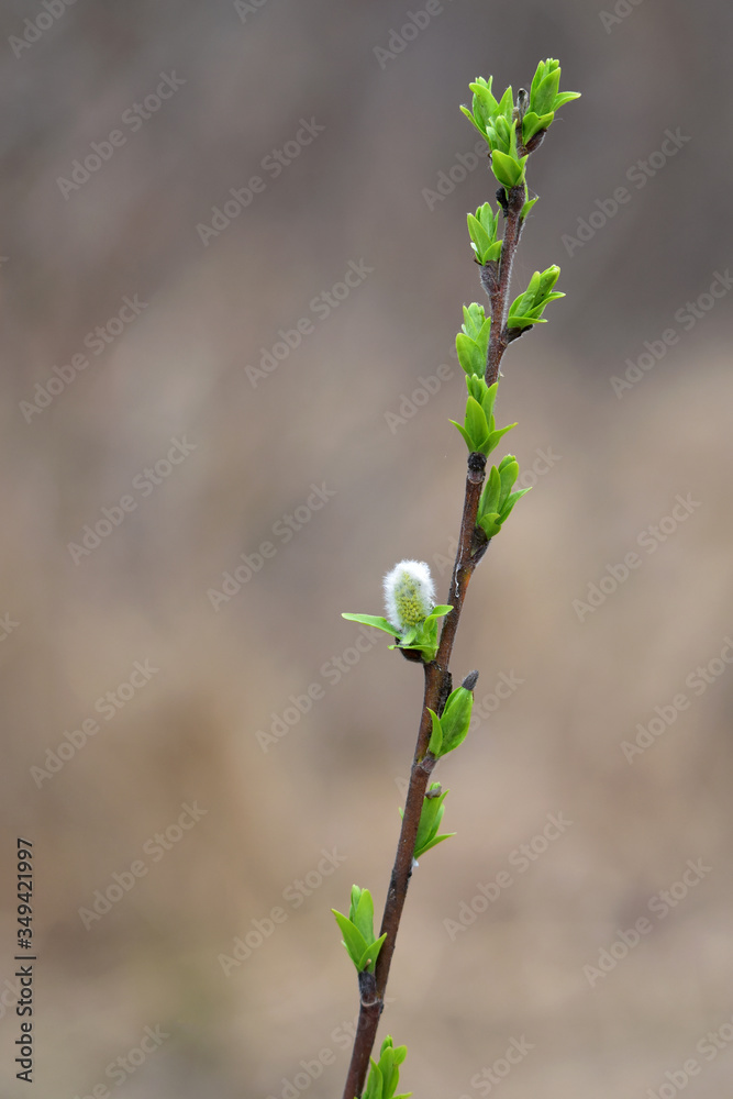 Fresh leaves and buds burst forth in spring Fresh leaves and buds burst forth in spring