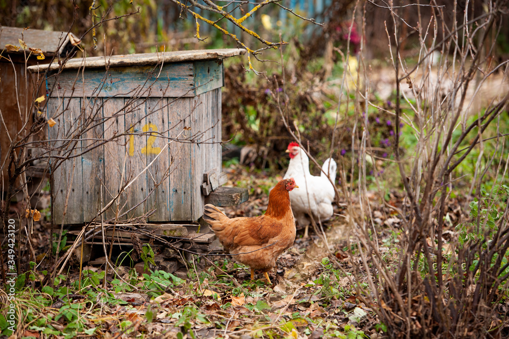 Fototapeta premium Two hens of different colors and a blue house for bees in an autumn village garden. Household. Country life. Honey production.