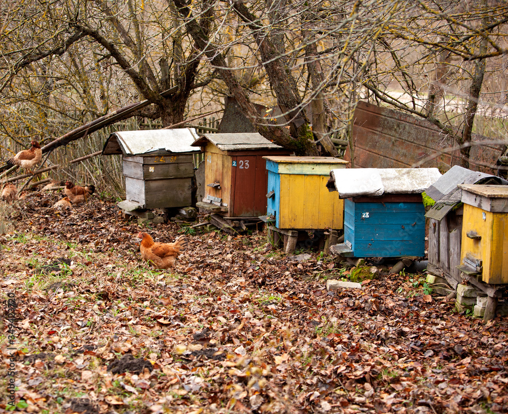 Colorful houses for bees in the autumn garden and running chickens. Tree branches and fallen leaves. Autumn period. Household.