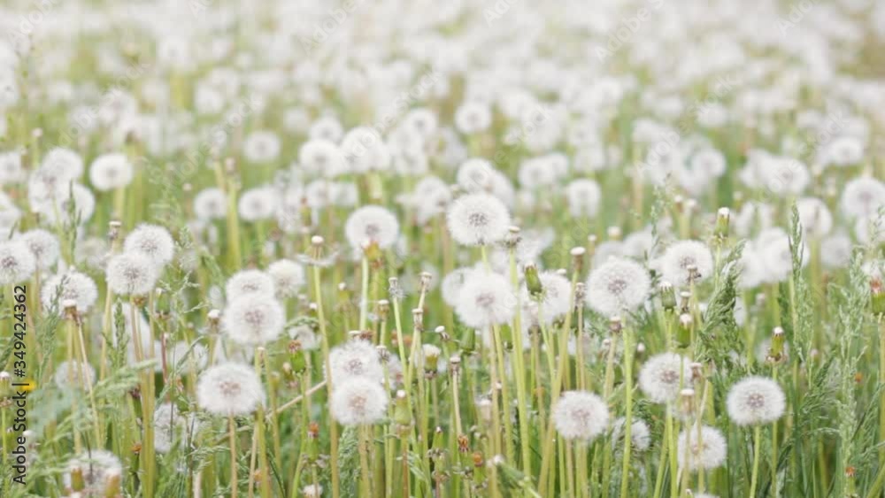 Dandelion field sways in the wind. Dandelion field sways in the wind.