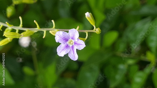 flower of a flower