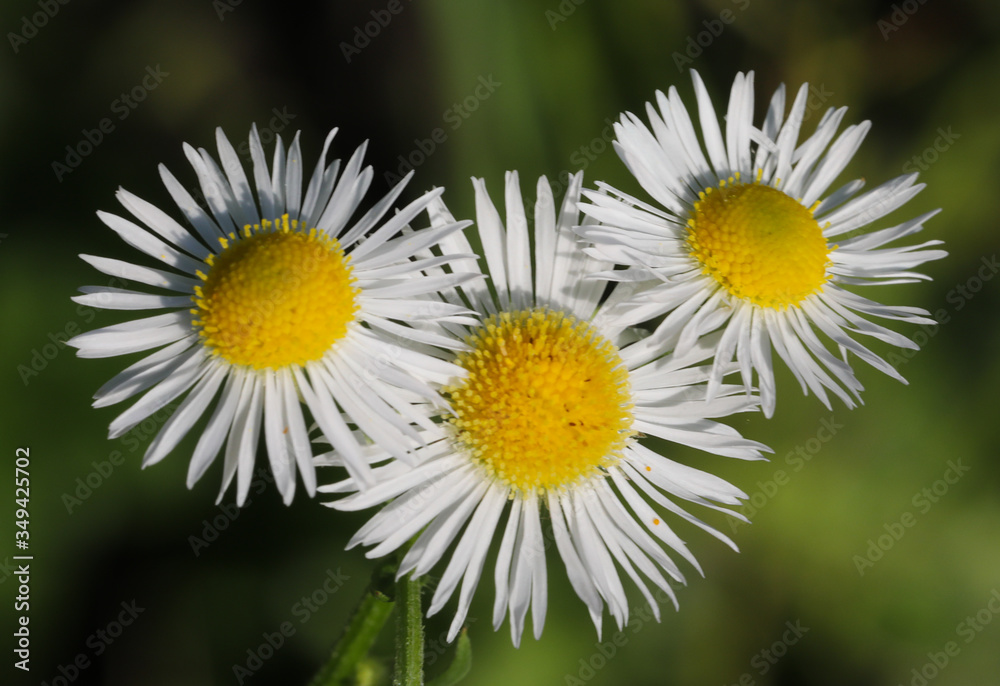 Fototapeta premium 3 white daisies against dark garden background