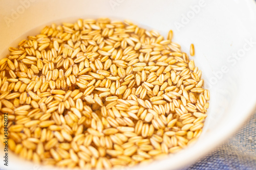 Obraz na plátně Wheat, rye, barley seeds cereals soaked in water.