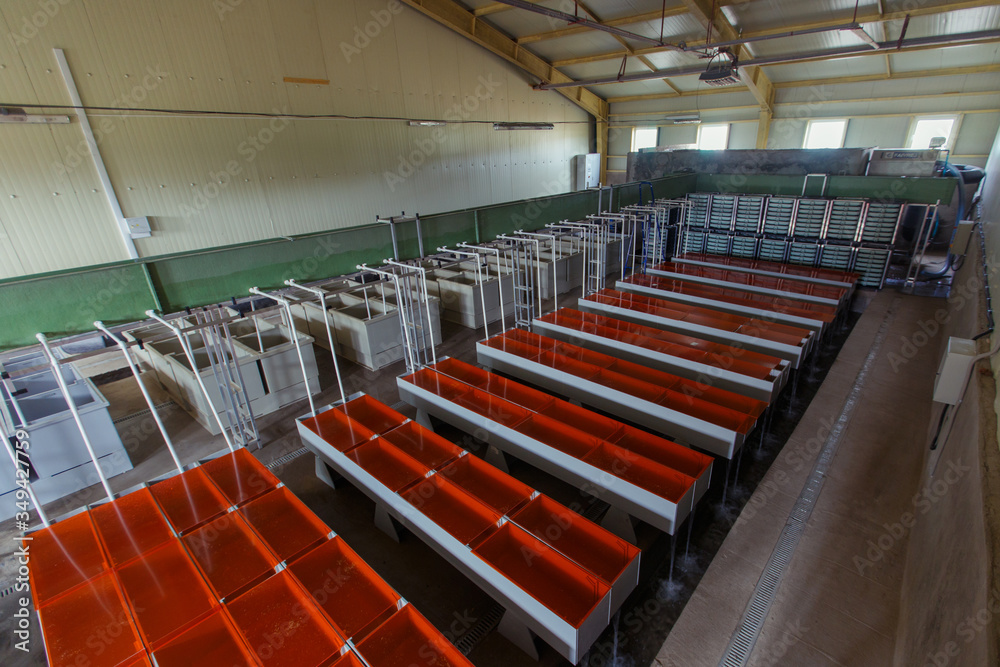 Fish-breeding factory in the Far East of Russia. Huge workshop with tanks for breeding Far Eastern chum salmon in the Primorsky region