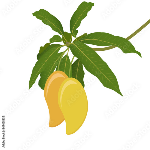 Mango fruit and green Leaves and branches vector isolated on white background