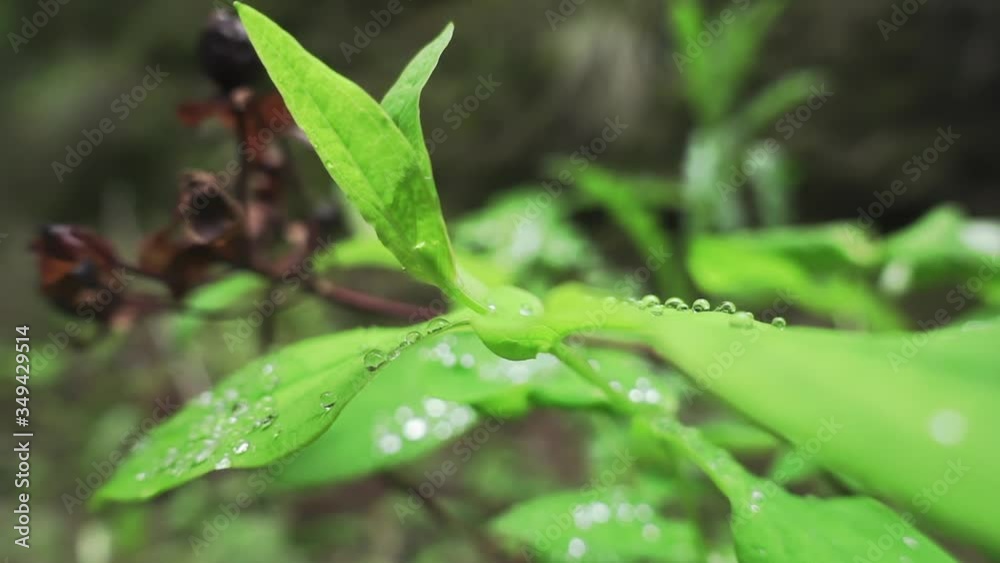 Clear water droplets rest on bright green leaves in forest, close up pan Clear water droplets rest on bright green leaves in forest, close up pan