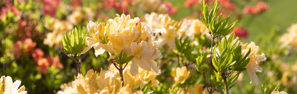Obraz premium yellow flowers of azalea