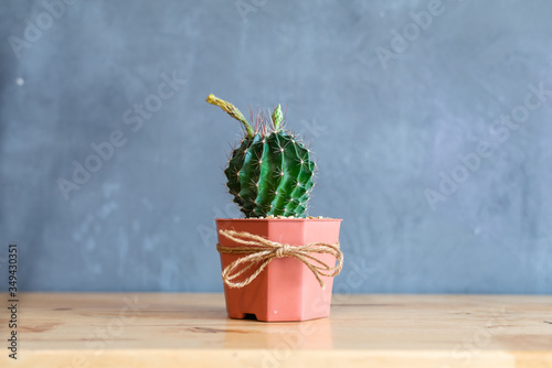 cactus in pot on wood desk