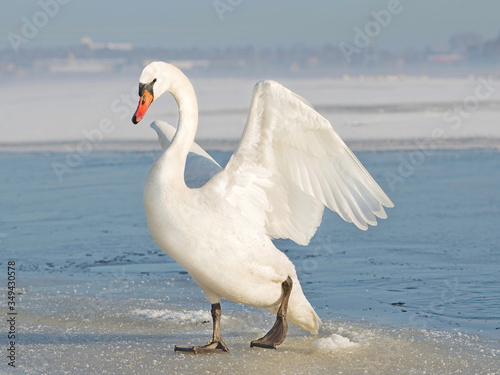 Stampa su tela white swan spreading the wings, on ice in winter