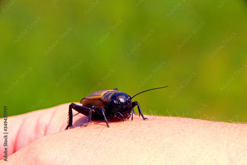 Beetle located on one hand Beetle located on one hand