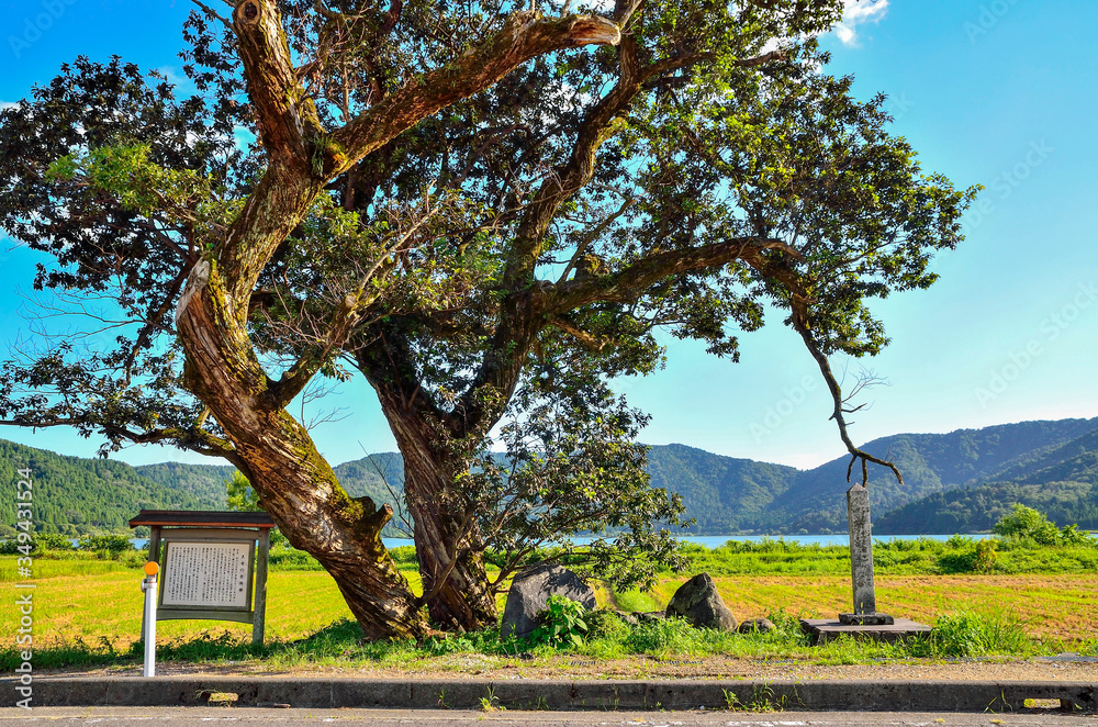 Fototapeta premium 滋賀 余呉湖 羽衣伝説の衣掛柳