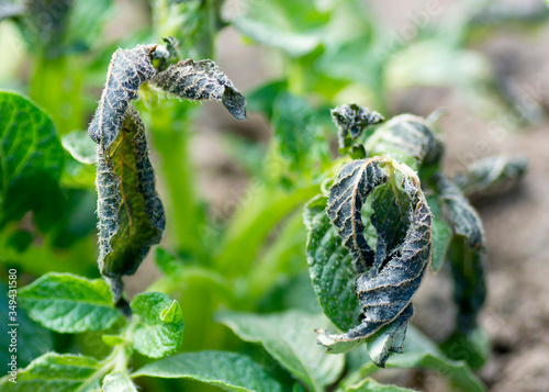 Potato plants damaged by the frost.Early potato plants showing signs of frost damage to the leaves.Leaves of potatoes bitten by frost.