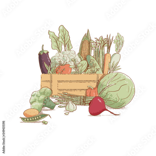 Wooden crate with collection of hand-drawn popular vintage style seasonal vegetables and coolinary herbs,