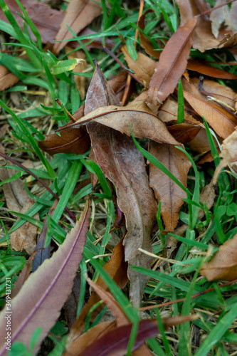 An autumn leaf in green grass