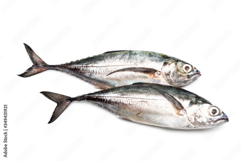 Close up torpedo scad fish over white background. Close up torpedo scad fish over white background.