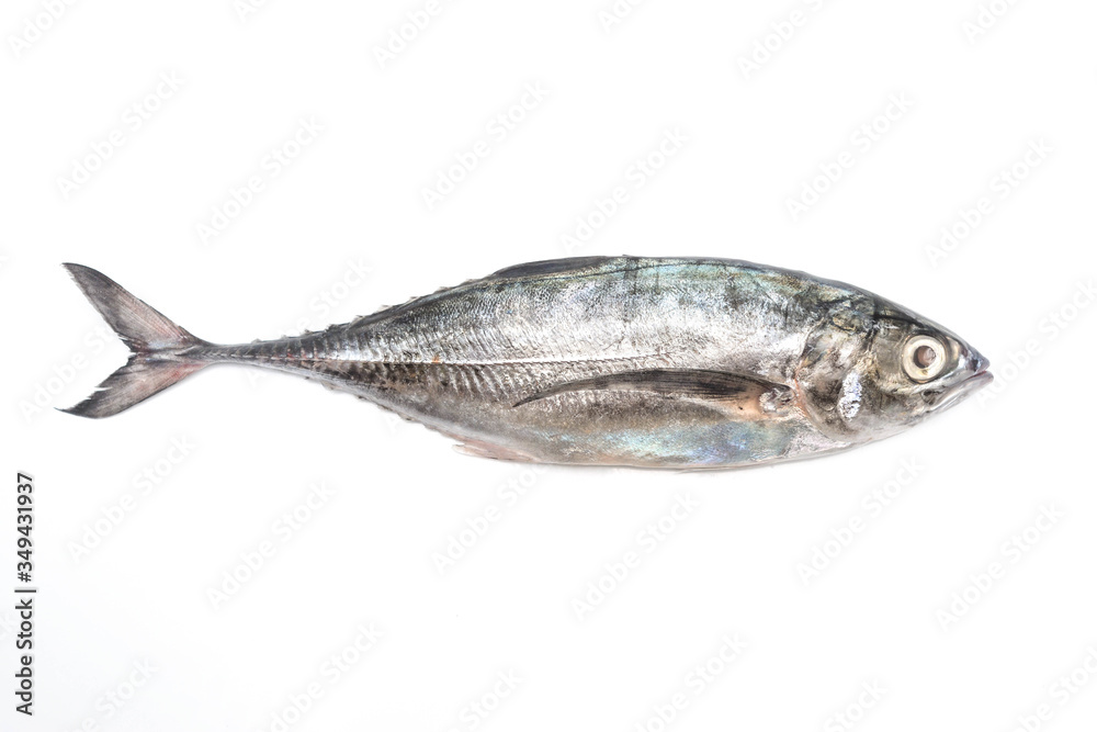 Close up torpedo scad fish over white background. Close up torpedo scad fish over white background.