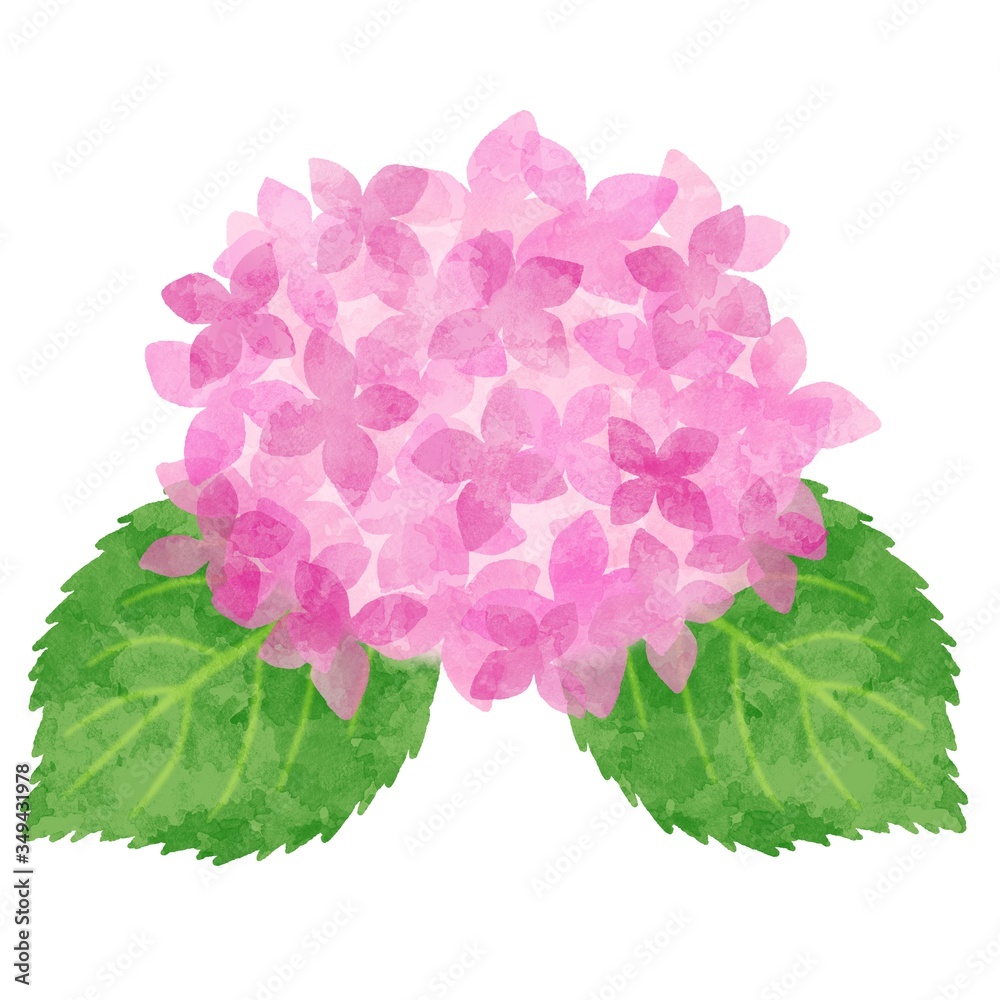 Fototapeta premium あじさい 紫陽花 水彩風イラスト素材 ピンク