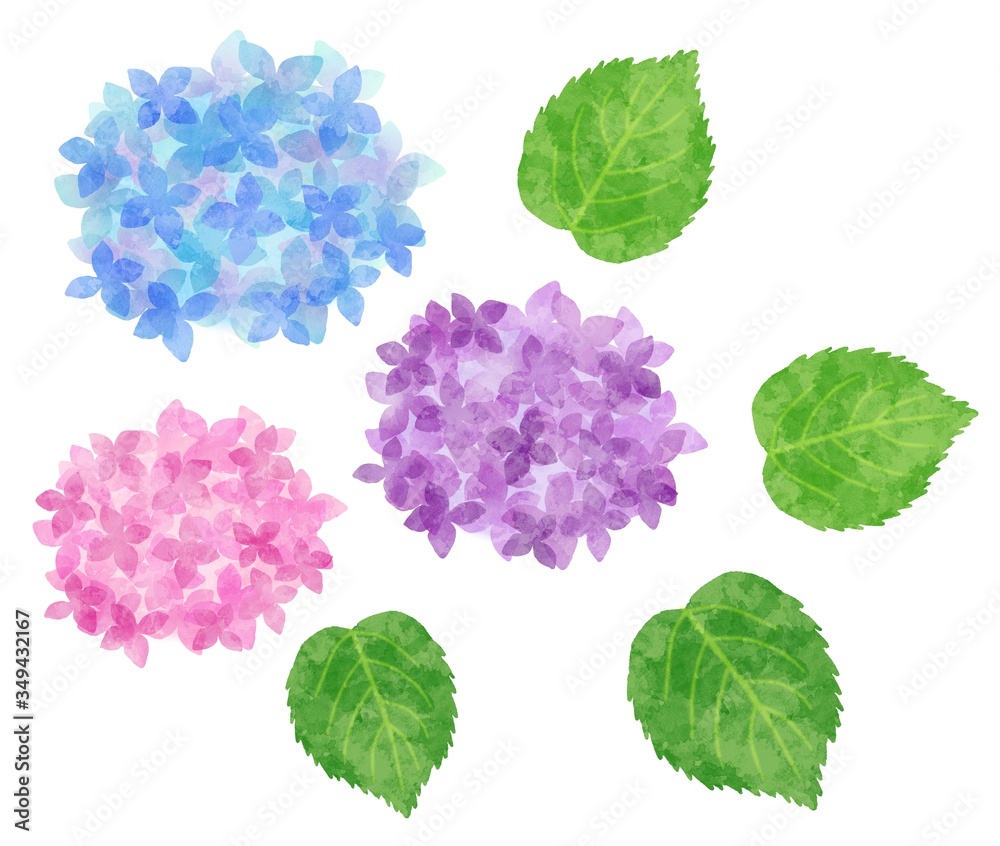 紫陽花 あじさい 花と葉のパーツ 水彩風イラスト素材 カラフル Stock Illustration Adobe Stock