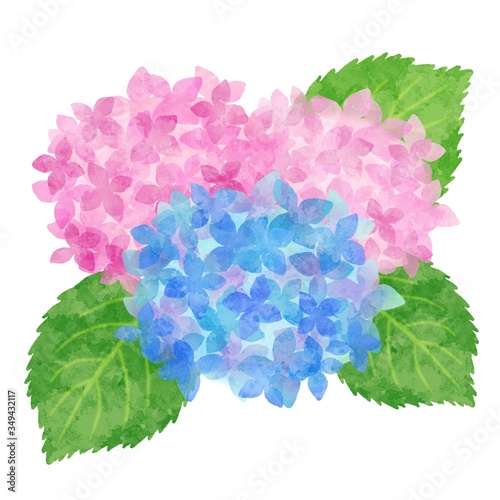 紫陽花 あじさい 水彩風イラスト素材 青色 水色 ピンク Stock イラスト Adobe Stock 紫陽花 あじさい 水彩風イラスト素材 青色 水色 ピンク Stock イラスト Adobe Stock