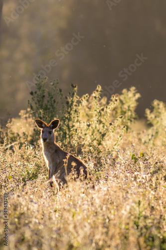 Fototapeta Naklejka Na Ścianę i Meble -  Eastern grey kangaroo (Macropus giganteus) in meadow at sunset. Gold Coast, Queensland, Australia.