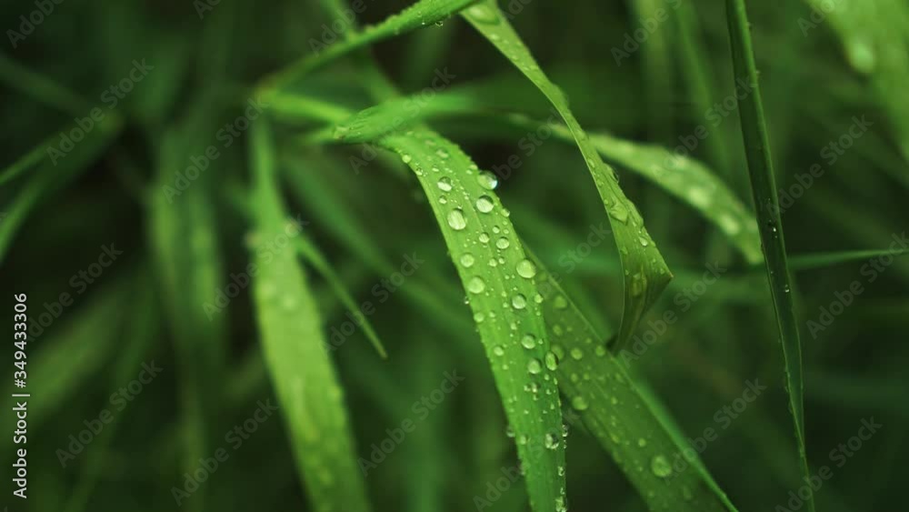 Macro of dew on grass. Composition of nature. Macro of dew on grass. Composition of nature.