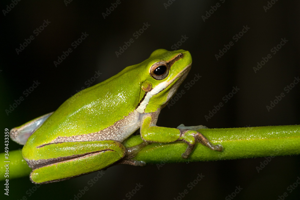 Naklejka premium Eastern dwarf tree frog (Litoria fallax). Cabarita Beach, NSW, Australia.