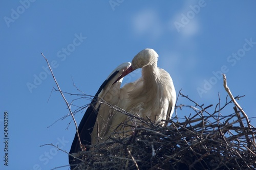 stork in the nest