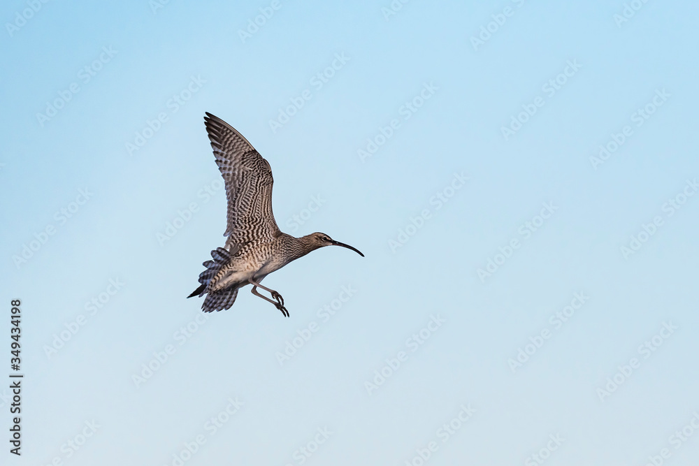 Obraz premium チュウシャクシギ飛翔(Whimbrel)