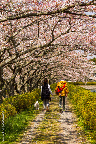 桜並木 © rinko