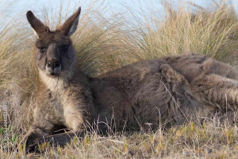 Fototapeta premium Eastern grey kangaroo (Macropus giganteus) laying in grassland. Maria Island, Tasmania, Australia.