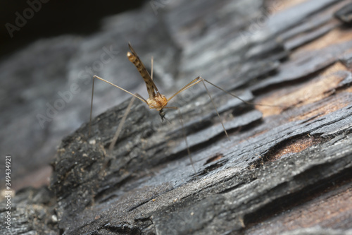 Limonid cranefly, Liminiidae on burnt pine wood