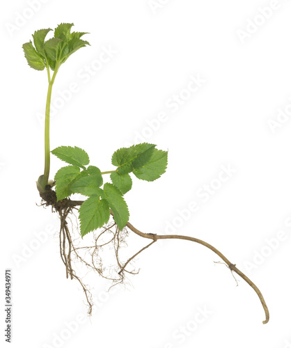 Ground elder, Aegopodium podagraria plant with root isolated on white background