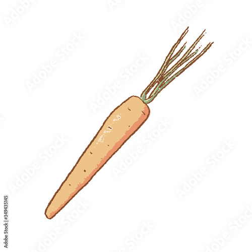 Fresh Carrot with green stems isolated icon. Spring. Rareripes. hastings from farm market, Vector illustration. hand-drawn photo