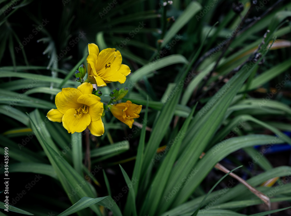 hemerocallis-stella hemerocallis-stella